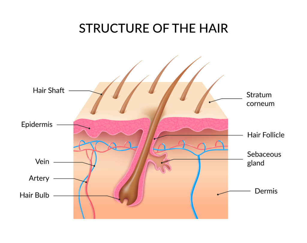 bond repair hair structure