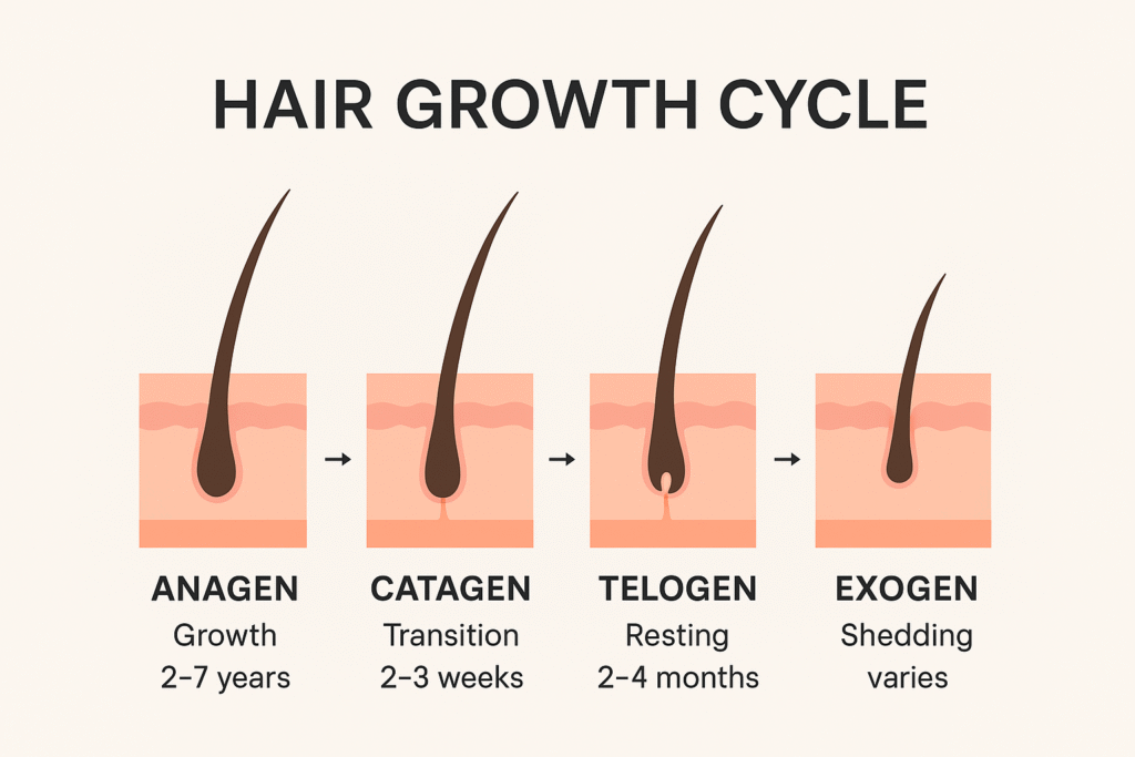 different hair growth cycles